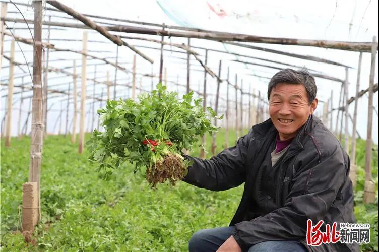 在香河县陈辛庄村蔬菜大棚基地,种植户李国生正在收割香菜,脸上洋溢着
